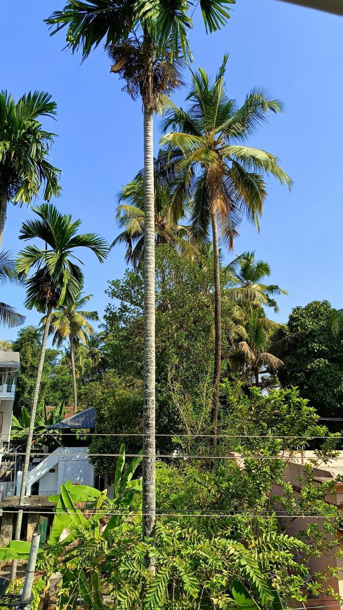 Juliet'S Homestay Kochi Ngoại thất bức ảnh